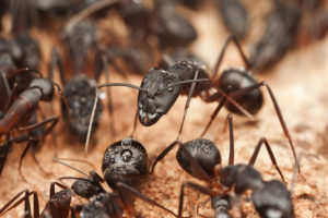 San antonio ant control